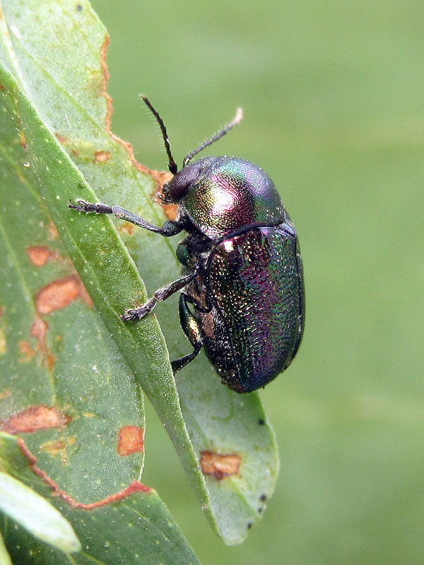 Cryptocephalus aureolus? Forse C. transiens, Chrysomelidae